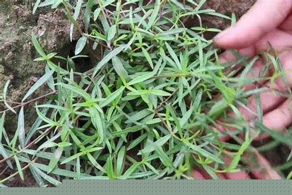 农村什么草药治牙疼