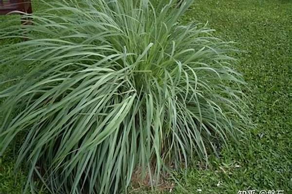 咨询下,香茅是什么