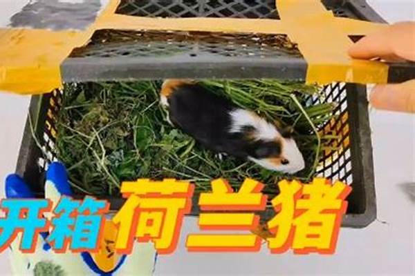 如何用整理箱弄荷兰猪笼子！我的是荷兰猪猪