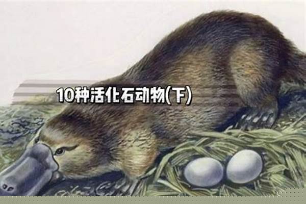 日常生活中见过的生物对环境适应的例子