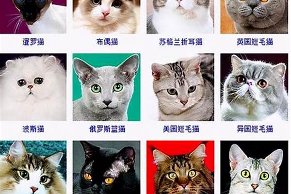 蒲公英猫是什么品种