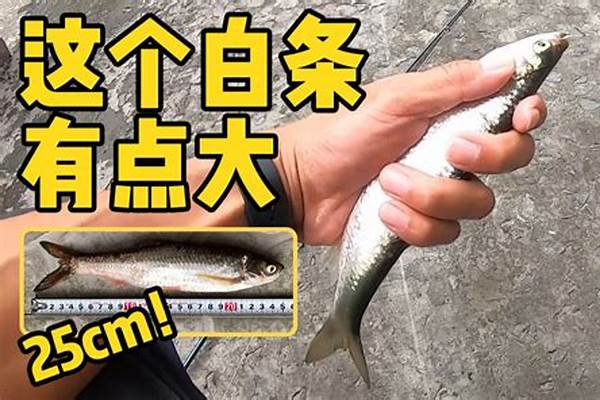 路白条是早晚好还是中午好